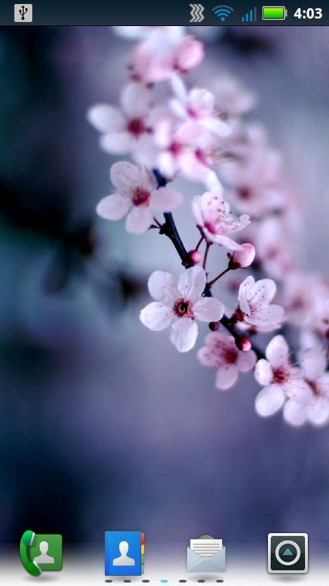 Cherry Blossoms Wallpaper