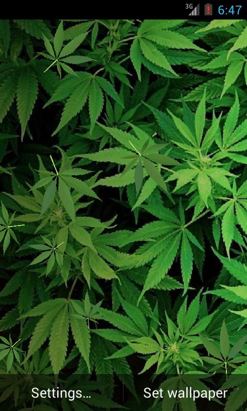 Marijuana 3D Live Wallpaper HD