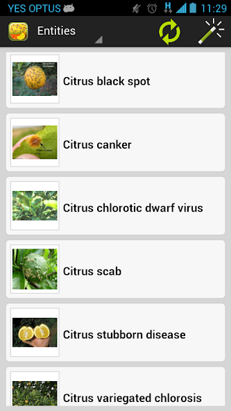 Citrus Diseases Key