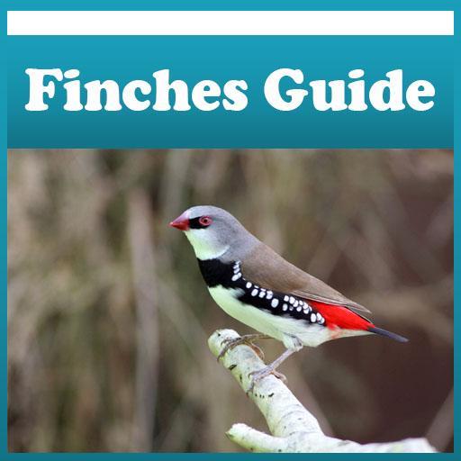 Finches Care Guide & Tips !