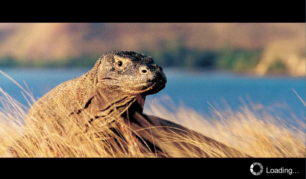 Komodo Dragon