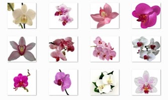 Orchid Flowers Onet Game