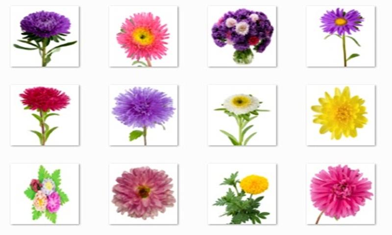 Aster Flower Onet Connect Game