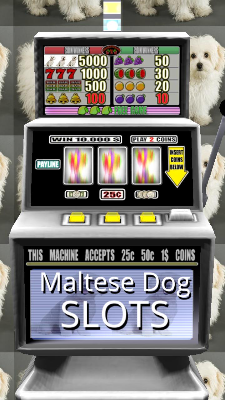 3D Maltese Dog Slots - Free