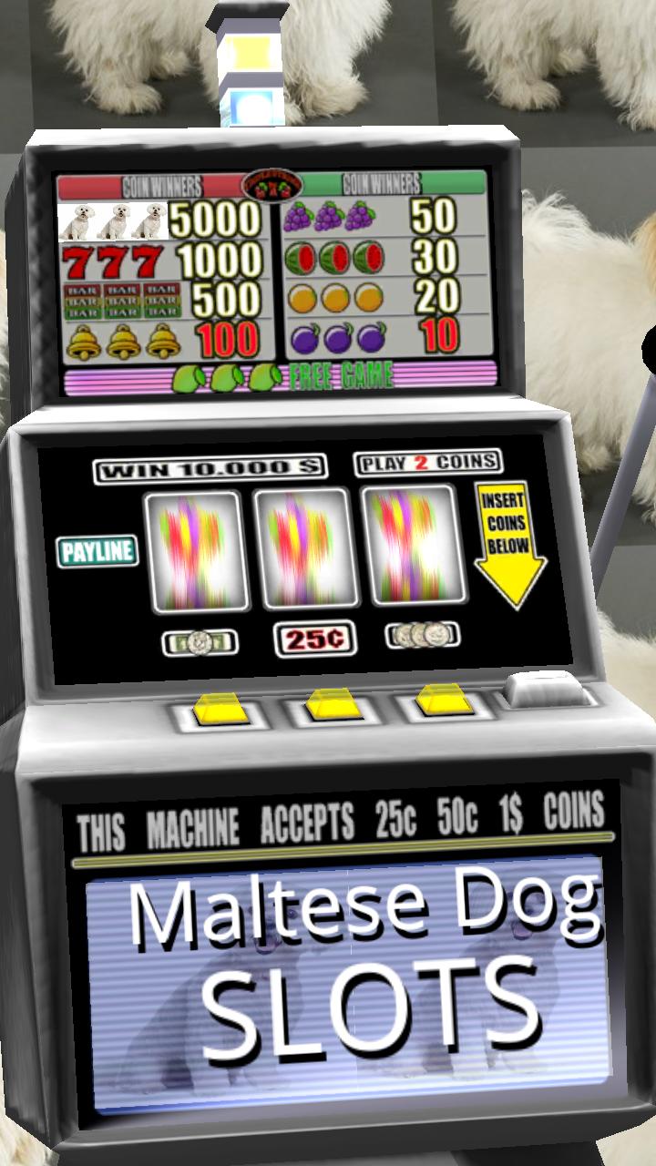 3D Maltese Dog Slots - Free