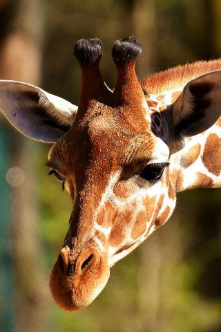 Giraffe wallpapers