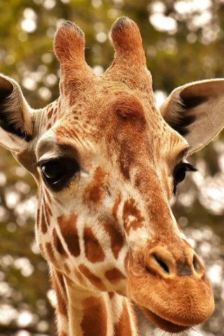 Giraffe wallpapers