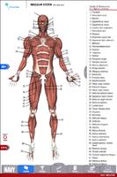 Anatomy Study Guide