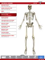 Anatomy Study Guide