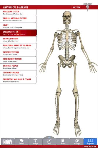 Anatomy Study Guide