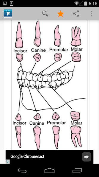 Dental