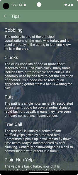 Turkey Calls