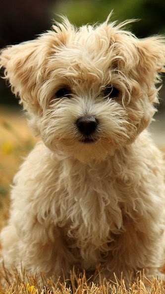 Puppies Live Wallpaper