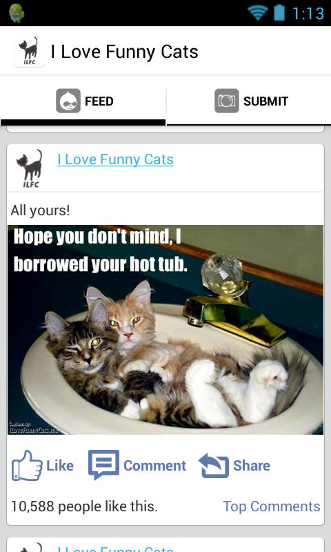 I love funny cats