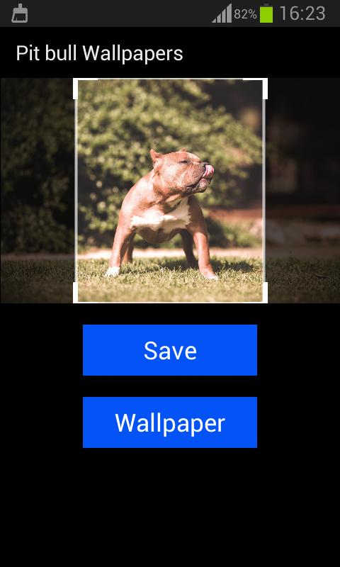 Pit bull Wallpapers
