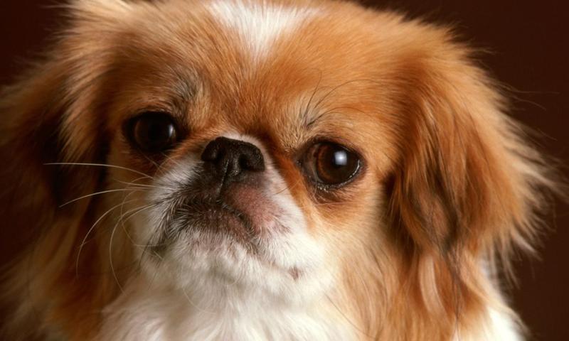 Cute dogs wallpapers