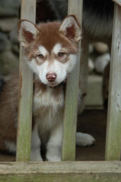 Puzzle Alaskan Malamute Game